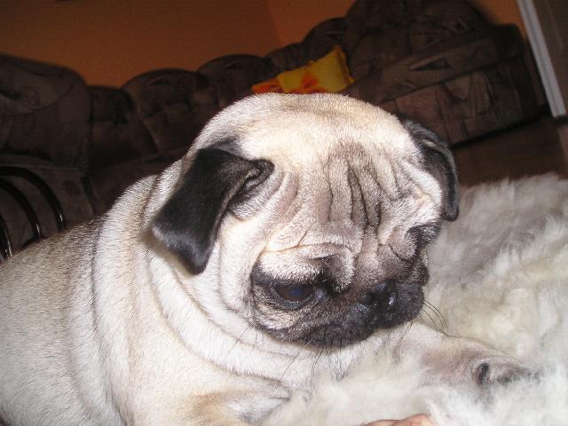 Photos: Pug (Dog standard) (pictures, images)