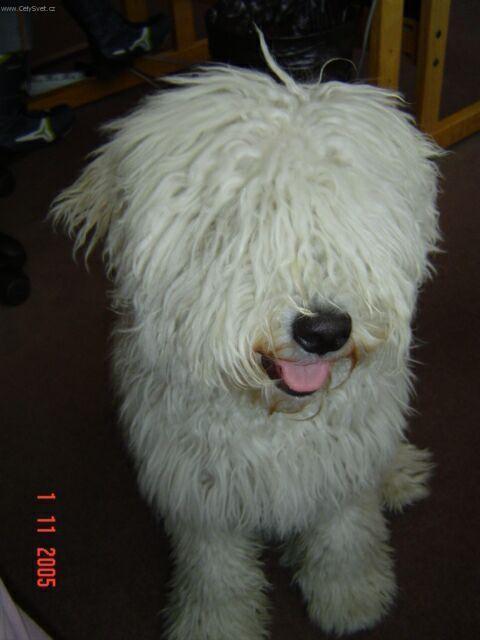 Photos: Puli (Dog standard) (pictures, images)