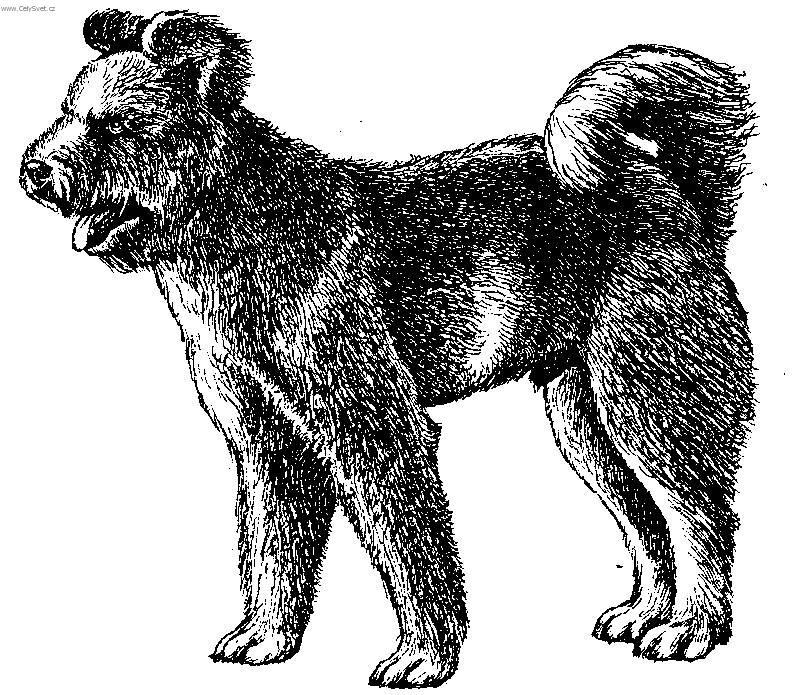 Photos: Pumi (Dog standard) (pictures, images)