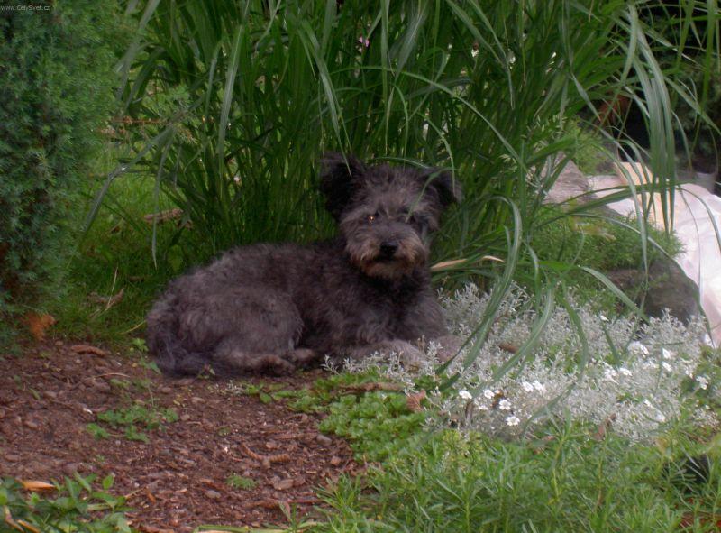 Photos: Pumi (Dog standard) (pictures, images)