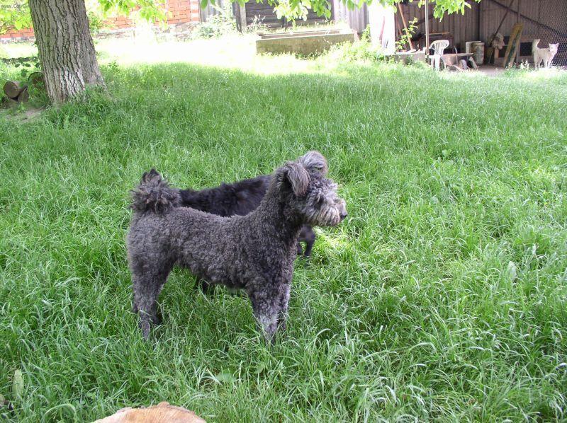 Photos: Pumi (Dog standard) (pictures, images)