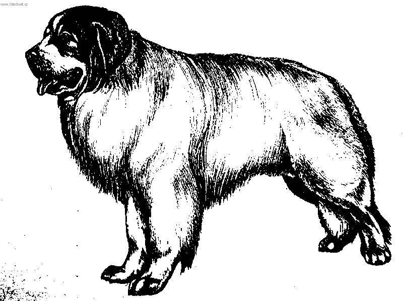 Photos: Pyrenean mountain dog (Dog standard) (pictures, images)