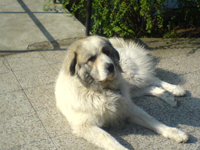 Photos: Pyrenean mountain dog (Dog standard) (pictures, images)