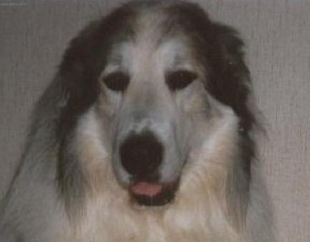 Photos: Pyrenean mountain dog (Dog standard) (pictures, images)