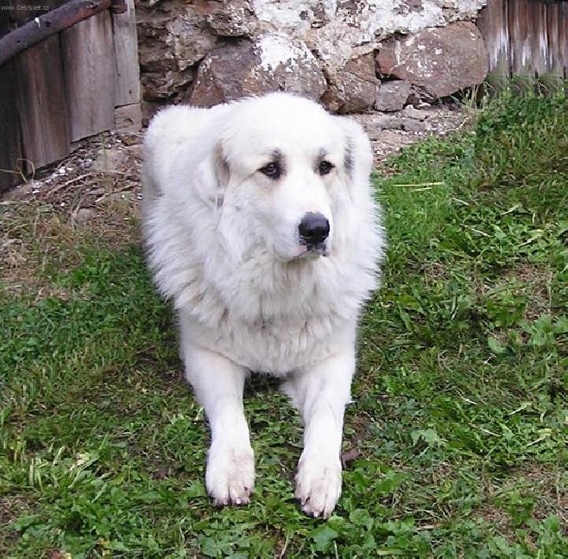 Photos: Pyrenean mountain dog (Dog standard) (pictures, images)