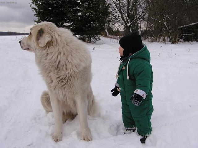 Photos: Pyrenean mountain dog (Dog standard) (pictures, images)