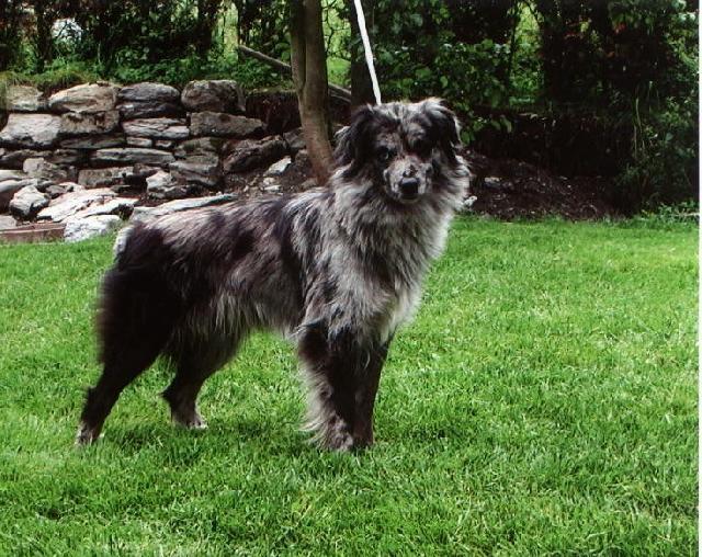 Photos: Pyrenean sheepdog (Dog standard) (pictures, images)
