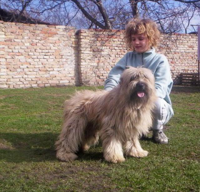 pyrenean sheepdog long haired