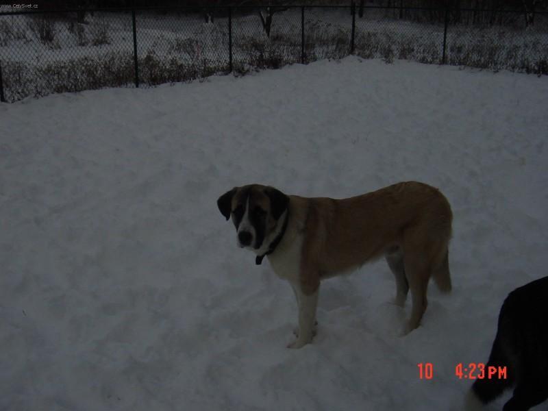 Dog Breeds Test Free Online Dog Breeds Test Free Online