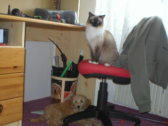 Photos: Ragdoll (Cat) (pictures, images)