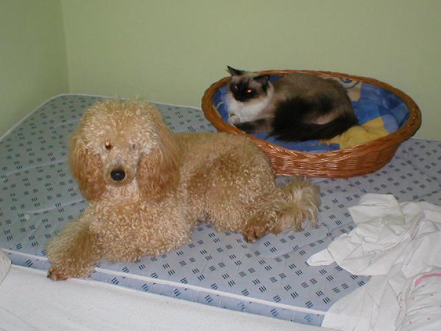 Photos: Ragdoll (Cat) (pictures, images)