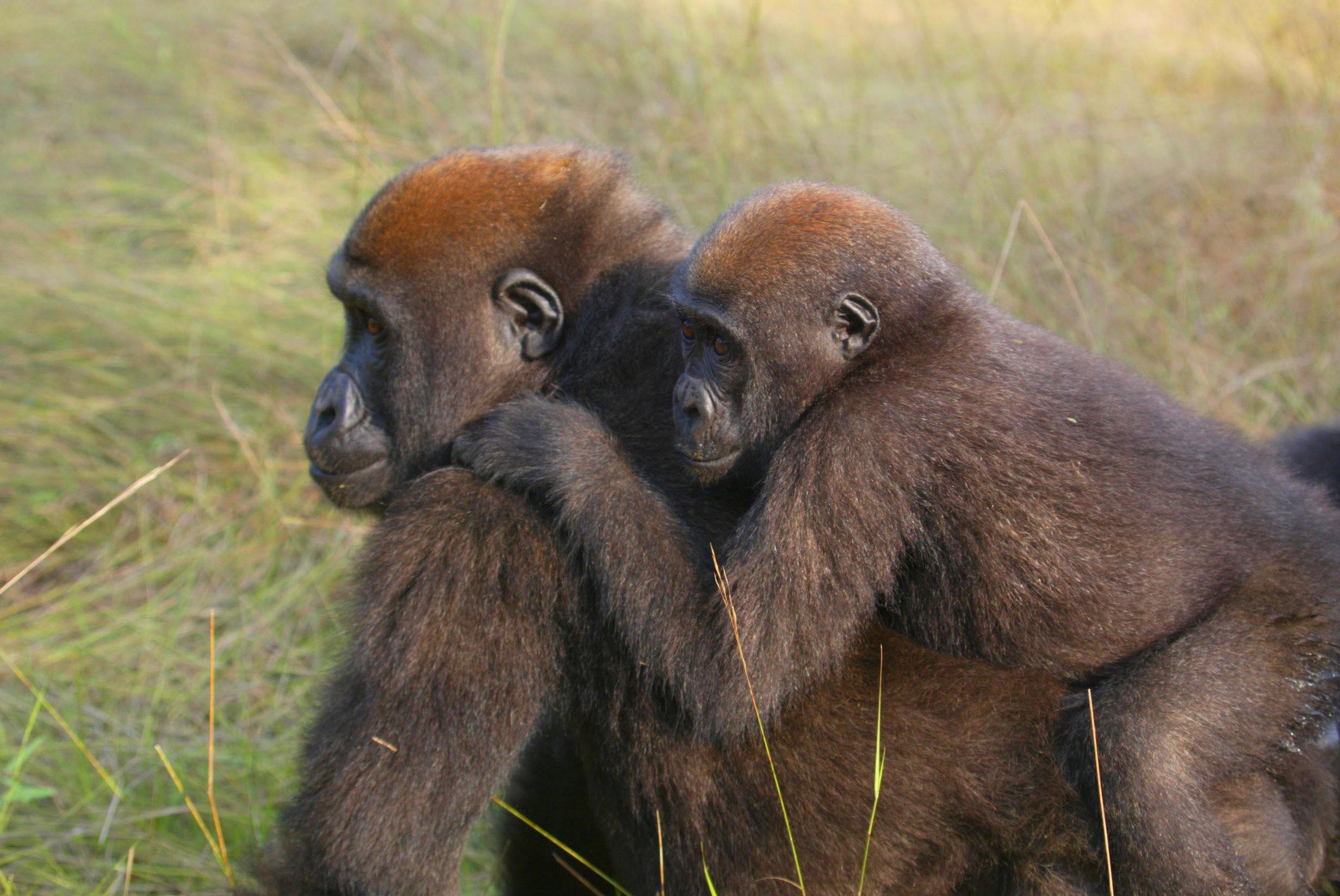 Photos: Congo, Republic of the (pictures, images)