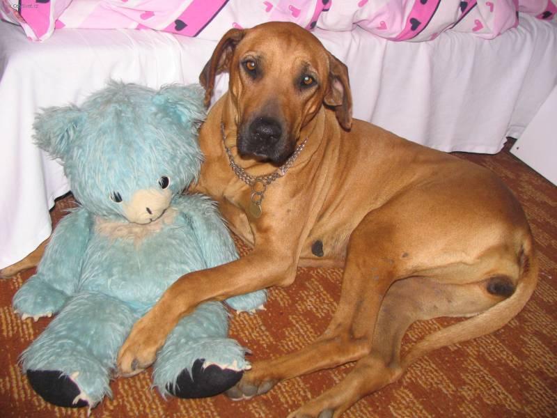 Photos: Rhodesian ridgeback (Dog standard) (pictures, images)