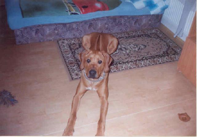Photos: Rhodesian ridgeback (Dog standard) (pictures, images)