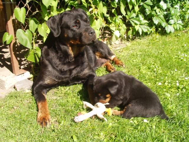 Photos: Rottweiler (Dog standard) (pictures, images)