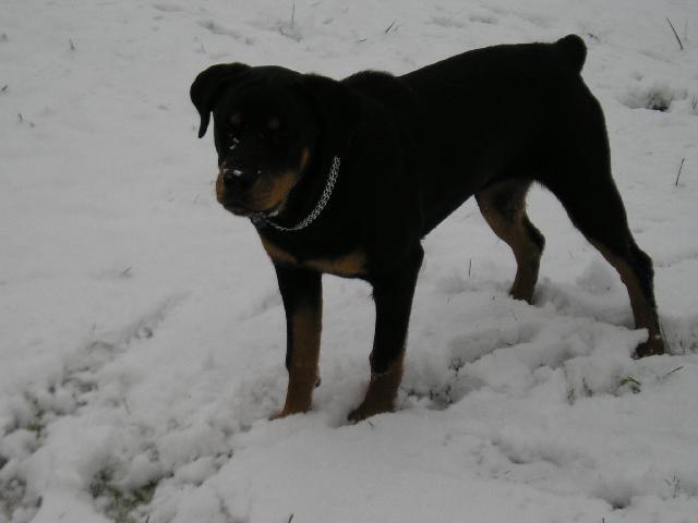 Photos: Rottweiler (Dog standard) (pictures, images)