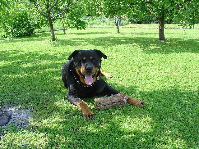 Photos: Rottweiler (Dog standard) (pictures, images)