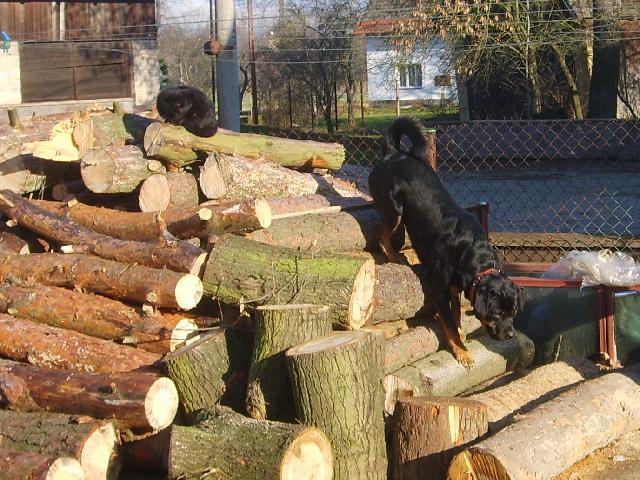 Photos: Rottweiler (Dog standard) (pictures, images)