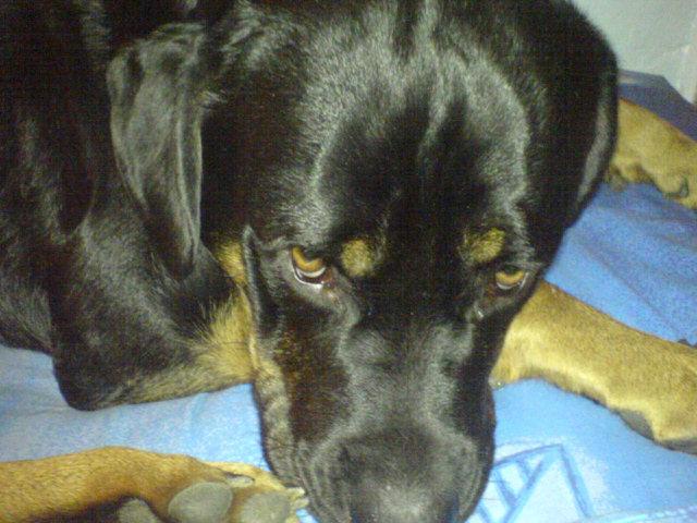 Photos: Rottweiler (Dog standard) (pictures, images)