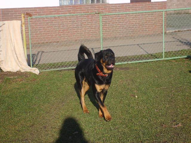 Photos: Rottweiler (Dog standard) (pictures, images)