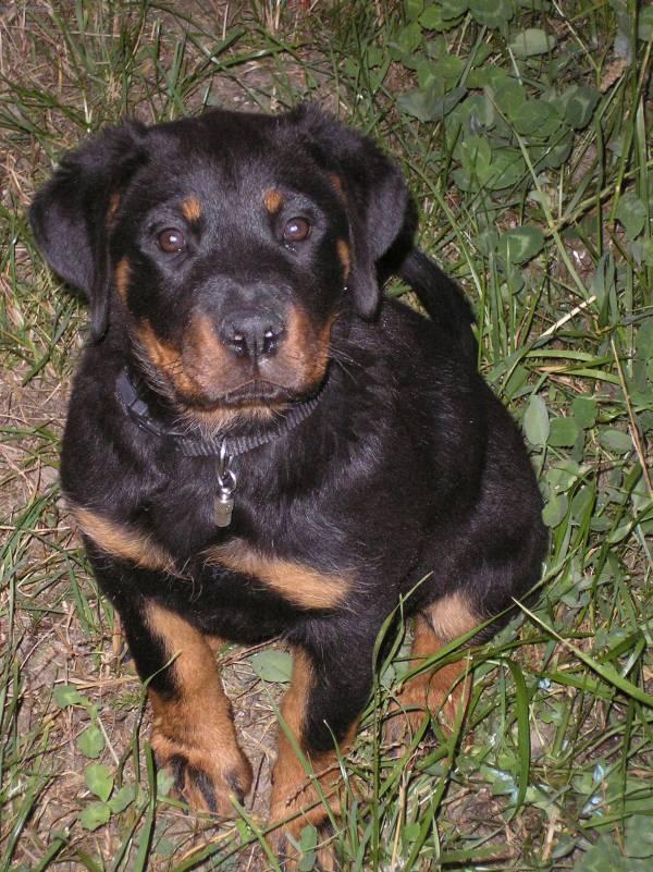 Photos: Rottweiler (Dog standard) (pictures, images)
