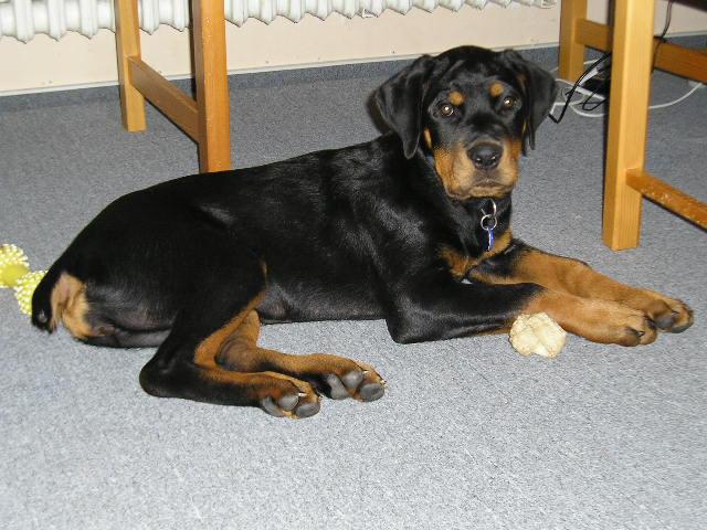 Photos: Rottweiler (Dog standard) (pictures, images)
