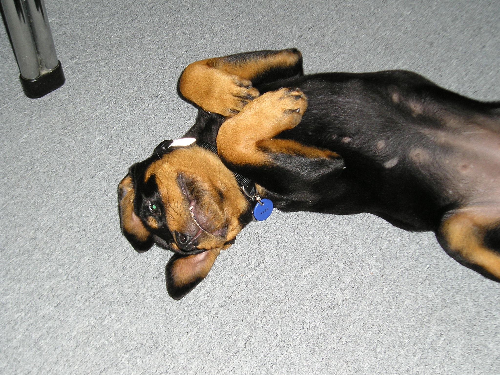 Photos: Rottweiler (Dog standard) (pictures, images)