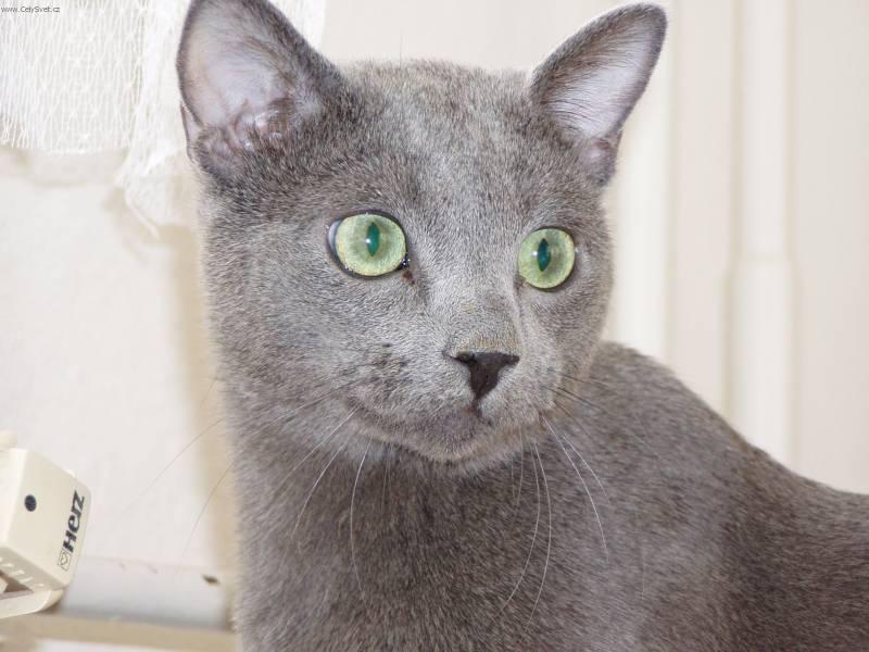 Photos: Russian blue (cat] (pictures, images)