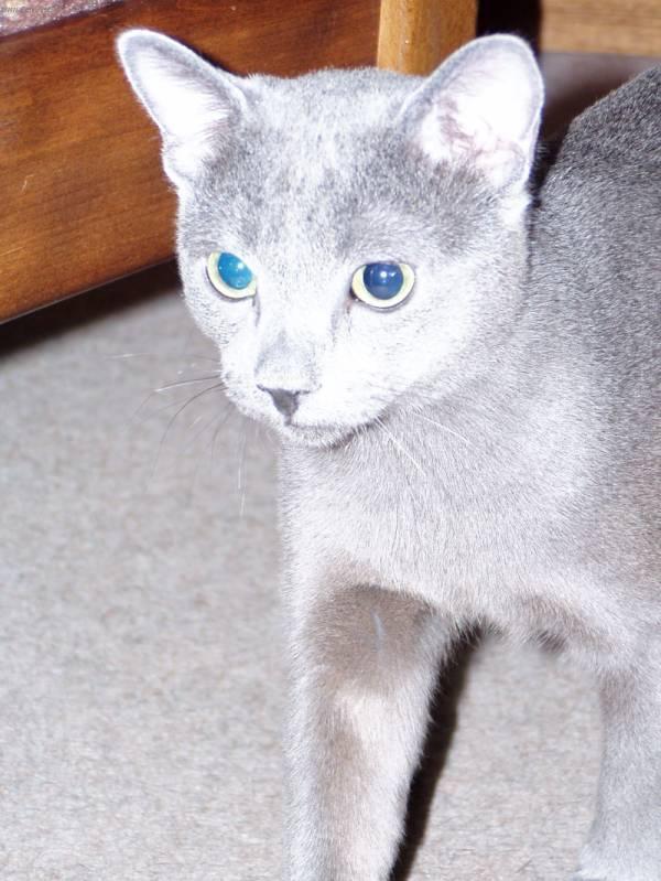 Photos: Russian blue (cat] (pictures, images)