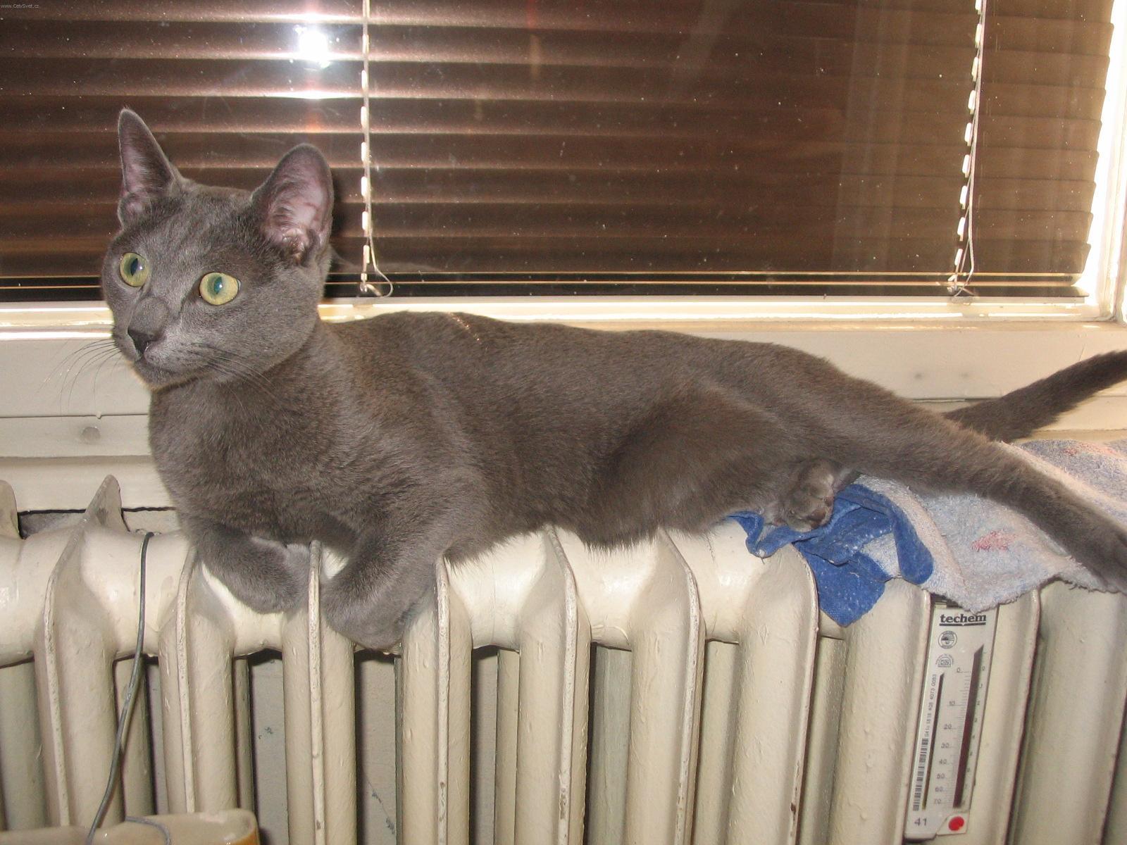 Photos: Russian blue (cat] (pictures, images)