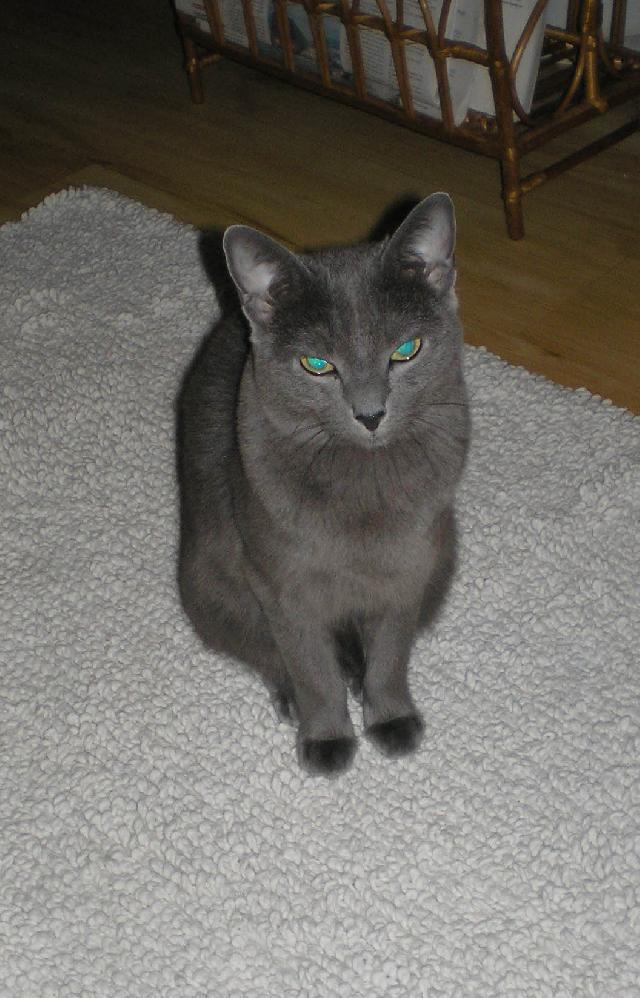Photos: Russian blue (cat] (pictures, images)