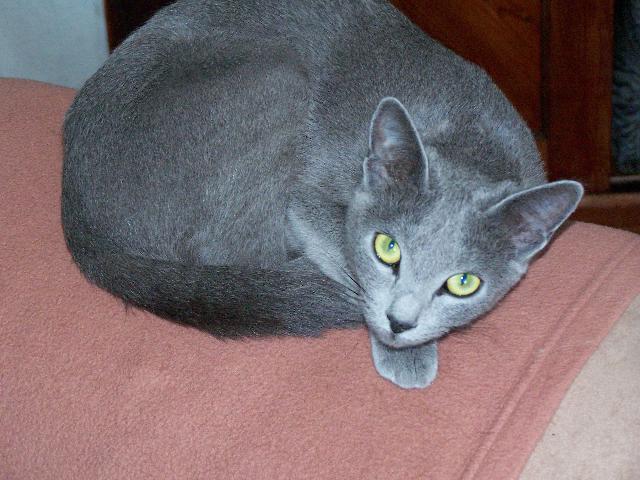 Photos: Russian blue (cat] (pictures, images)