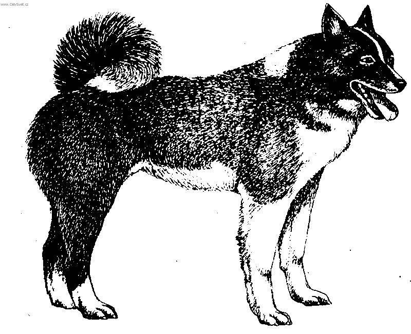 Photos: Russian-european laika (Dog standard) (pictures, images)