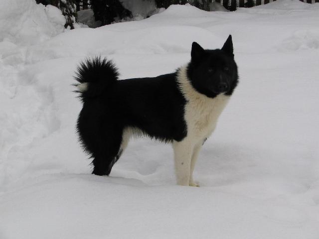 Photos: Russian-european laika (Dog standard) (pictures, images)