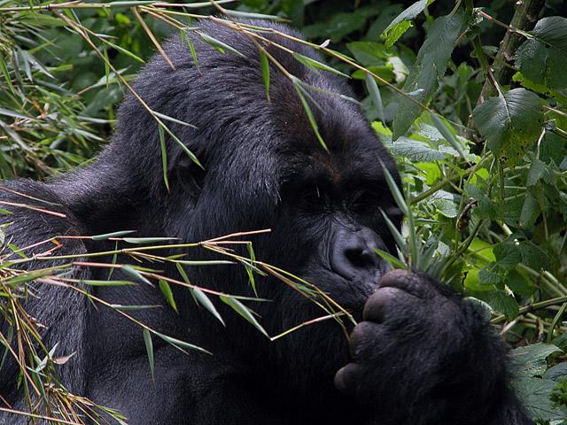 Photos: Rwanda (pictures, images)