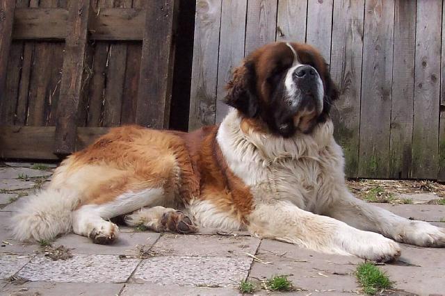 Photos: Saint Bernard (Dog standard) (pictures, images)