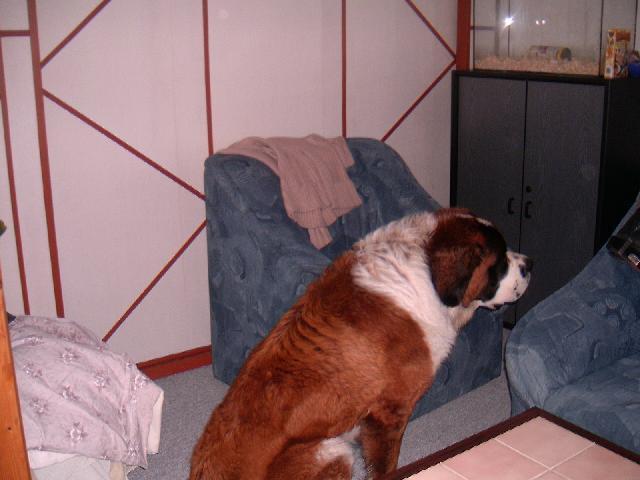 Photos: Saint Bernard (Dog standard) (pictures, images)