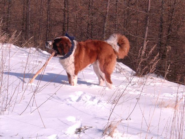 Photos: Saint Bernard (Dog standard) (pictures, images)