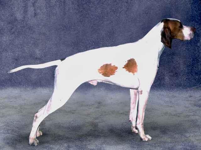 Photos: Saint germain pointer (Dog standard) (pictures, images)