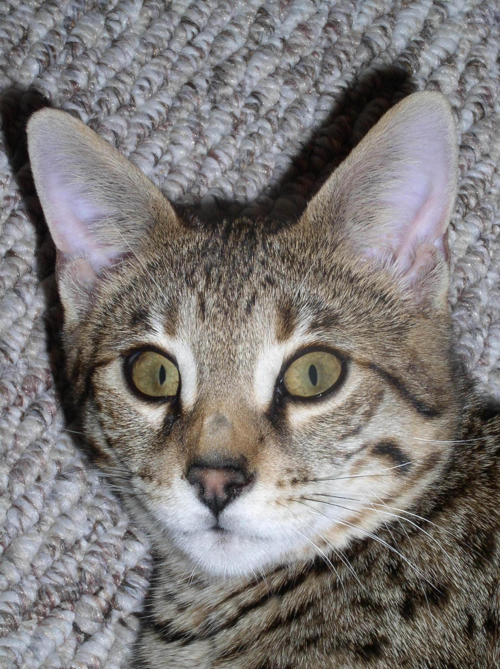 Photos: Savannah of Bengal (Cat) (pictures, images)