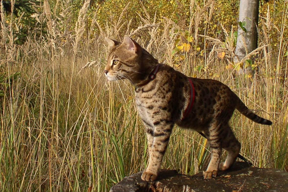 Photos: Savannah of Bengal (Cat) (pictures, images)