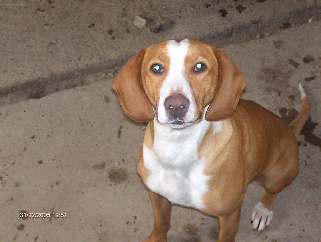 Photos: Scent hound (Dog standard) (pictures, images)