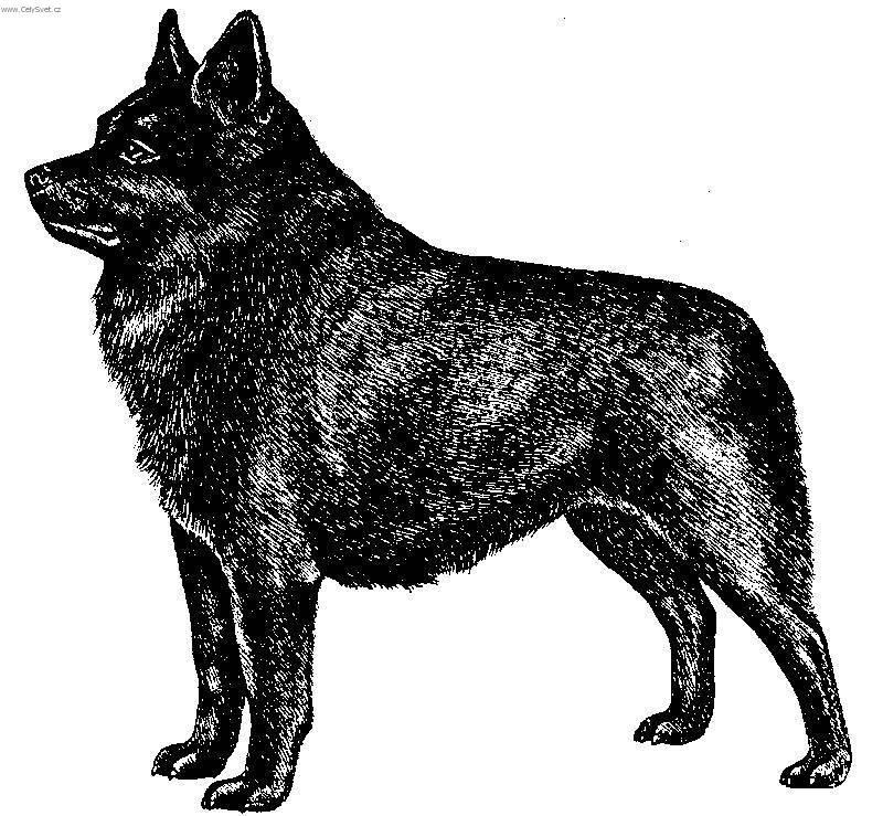 Photos: Schipperke (Dog standard) (pictures, images)