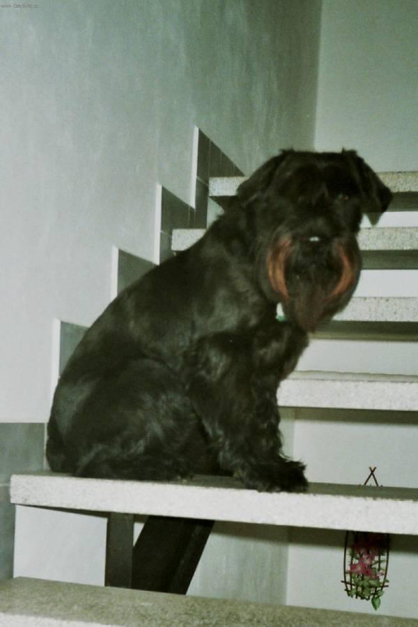 Photos: Schnauzer (Dog standard) (pictures, images)