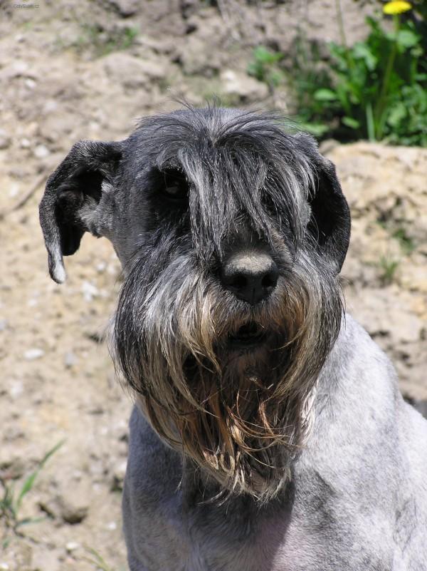 Photos: Schnauzer (Dog standard) (pictures, images)