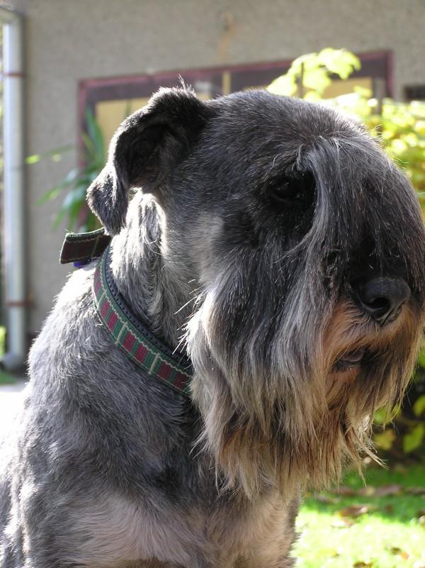 Photos: Schnauzer (Dog standard) (pictures, images)