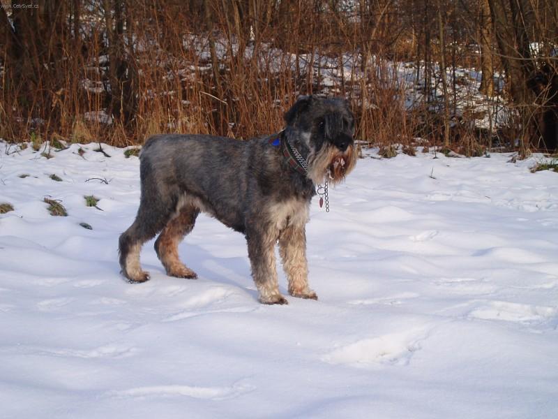 Photos: Schnauzer (Dog standard) (pictures, images)