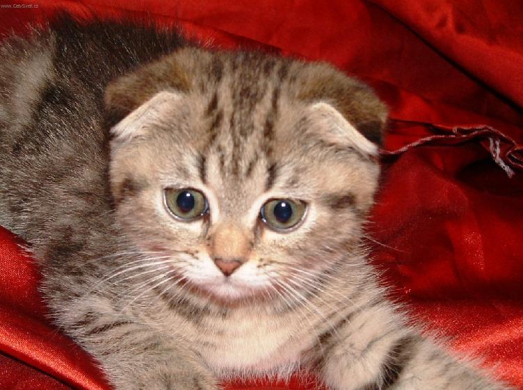 Photos: Scottish fold (cat) (pictures, images)