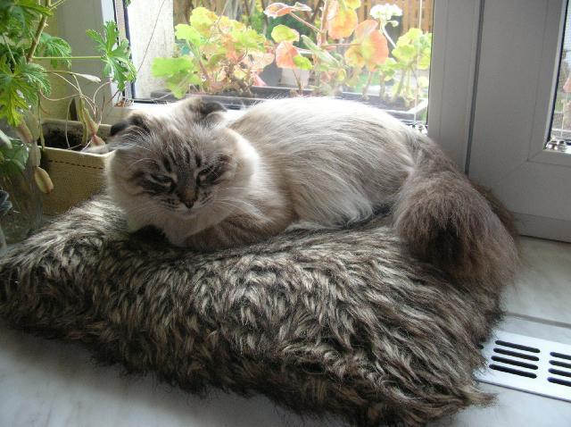 Photos: Scottish fold (cat) (pictures, images)