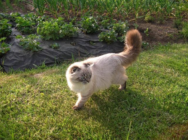 Photos: Scottish fold (cat) (pictures, images)
